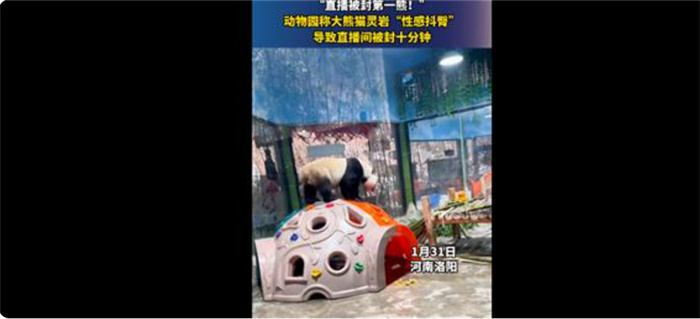 大熊貓性感抖臀致直播間被封十分鐘