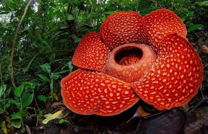 世界上最奇特的花 大王花(全身散發(fā)惡臭)
