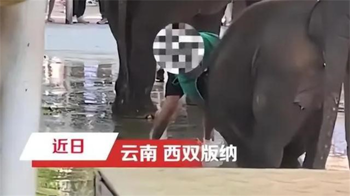 網傳云南一公園多人用針扎小象 懷疑虐待小象