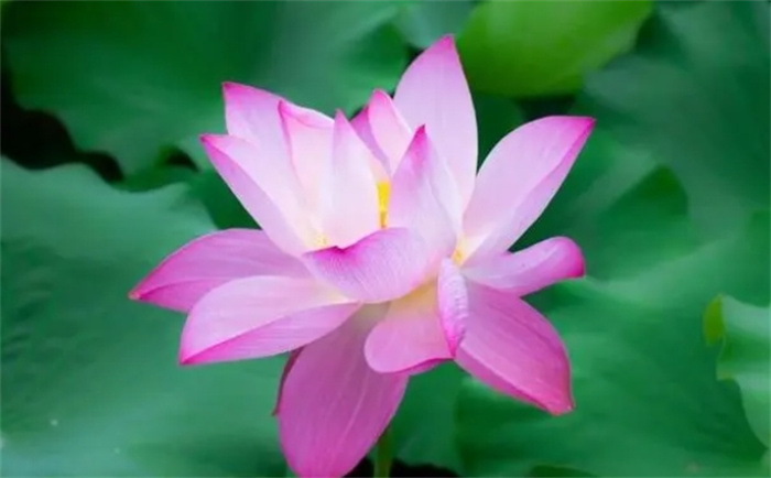 是“鋼鐵直男”的三大生肖，喜歡和妻子計(jì)較，從來(lái)不會(huì)哄老婆