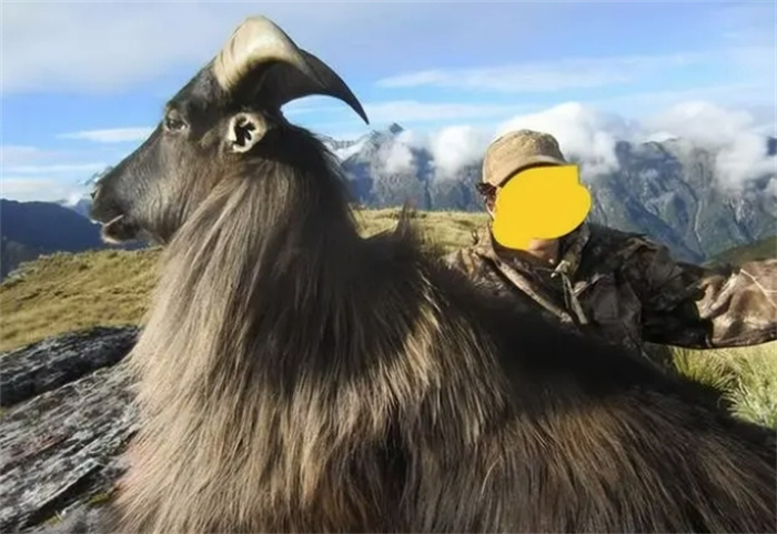 羊也是有害物種？喜馬拉雅山的“金毛獅羊”，曾經(jīng)也被趕盡殺絕？