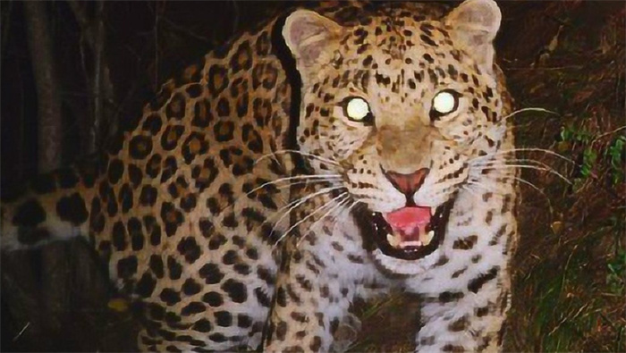 全球十大珍稀野生動物  中國大熊貓在列