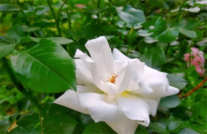 ײš3(g)Ф䌍(sh)̫(i)