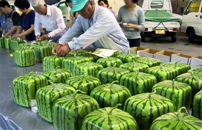 2023年日本方西瓜開賣，不能吃只觀賞還賣500塊，憑啥這么貴？