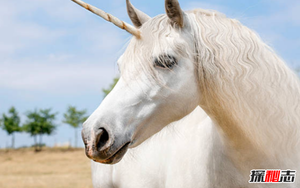 獨(dú)角獸真的存在嗎?獨(dú)角獸的十大來歷和傳說