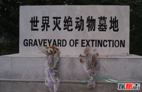 世界已滅絕的十大動(dòng)物 第二牙齒長五米,第四厄運(yùn)象征