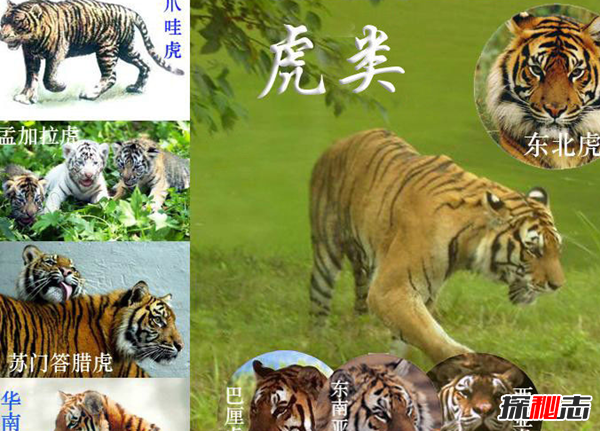 老虎的十大特征及作用 能治愈疾病,夜視能力是人的6倍