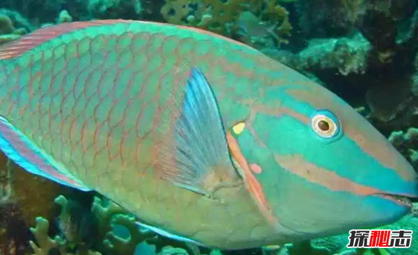 世界上最美麗的十種魚(yú) 第二價(jià)格昂貴,第三好運(yùn)象征(附圖)