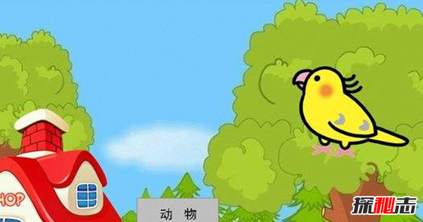 說話能力最強(qiáng)的10種鳥 第二能記住約1700個(gè)單詞