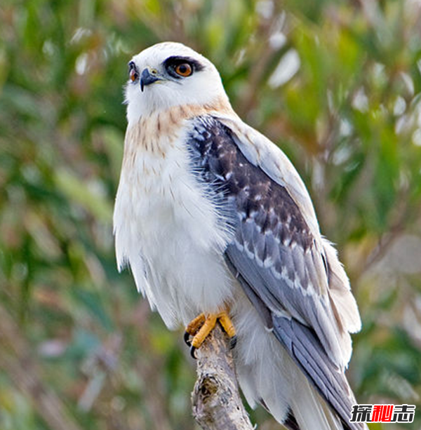 澳大利亞10大特有動物 你們都見過嗎?(大吃一驚)