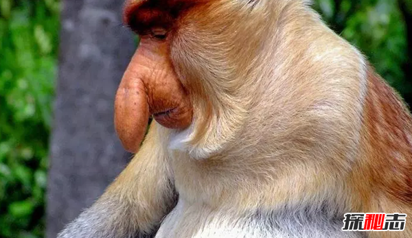 世界十大長相怪異的動物 第五能再生,第十像極了吸血鬼