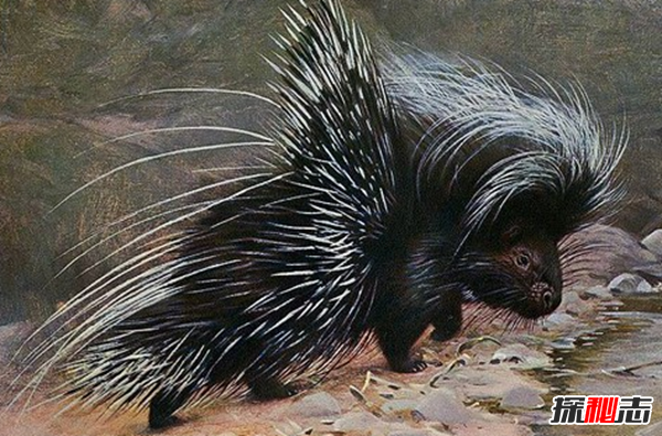 十大防御力最特殊的動物 第十擅長裝死,第三能臭死人