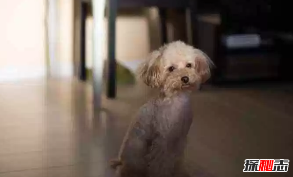 什么品種狗最受歡迎?最受歡迎的十大狗狗排名