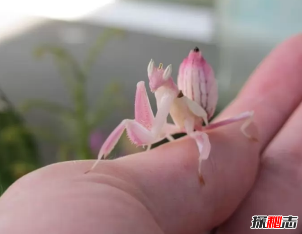 世界上顏值最高的10大動(dòng)物 青蛙魚(yú)/變色龍/天鵝紛紛上榜