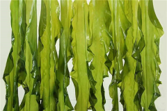 紫菜和海帶有什么區(qū)別 海帶口感爽脆/紫菜綿軟(五處不同)