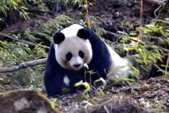 食鐵獸是什么動物：大熊貓(為國家一級保護(hù)動物)