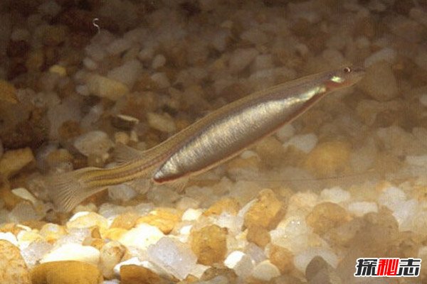 吸血鯰魚