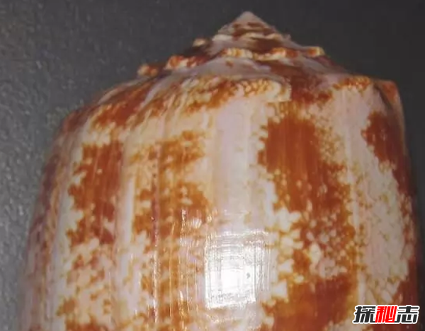 外表美麗卻有毒的十大動物 火蠑螈上榜,第一咬一口就能致命
