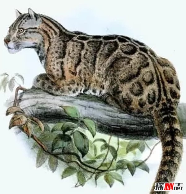 什么物種滅絕了?盤點(diǎn)地球已經(jīng)消失的10大物種(痛心)