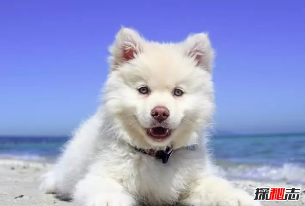 最受人們歡迎的十種小動物 快來看看你都養(yǎng)過沒