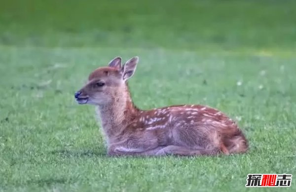 最受人們歡迎的十種小動物 快來看看你都養(yǎng)過沒