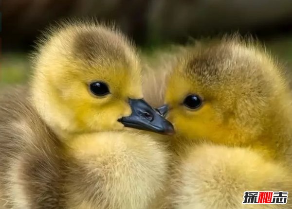 最受人們歡迎的十種小動物 快來看看你都養(yǎng)過沒