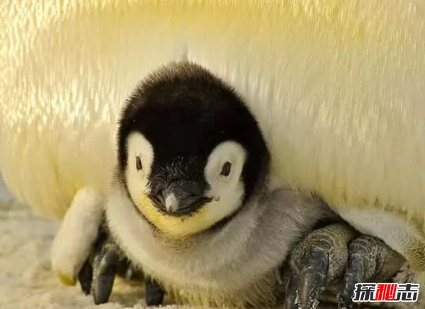 最受人們歡迎的十種小動物 快來看看你都養(yǎng)過沒