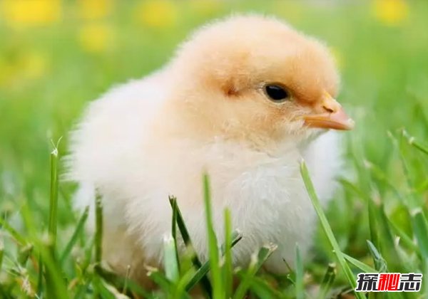 最受人們歡迎的十種小動物 快來看看你都養(yǎng)過沒