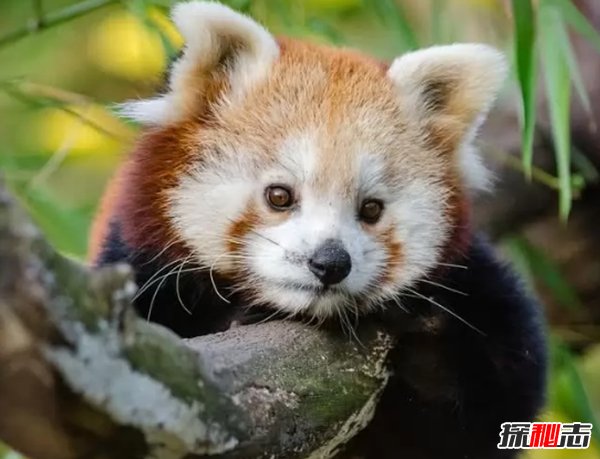 最受人們歡迎的十種小動物 快來看看你都養(yǎng)過沒