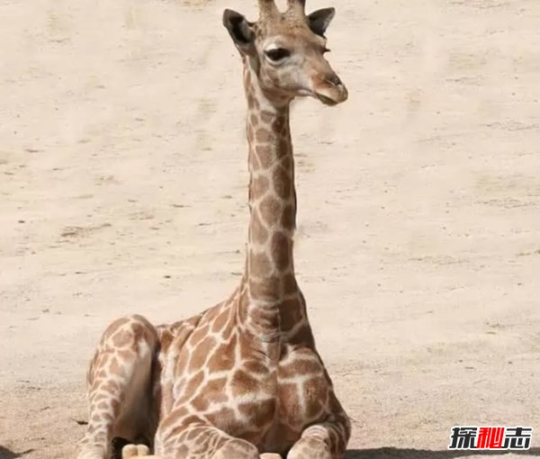 最受人們歡迎的十種小動物 快來看看你都養(yǎng)過沒