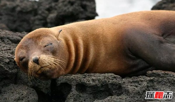 島嶼上有什么動物?生活在熱帶島嶼上的十種動物