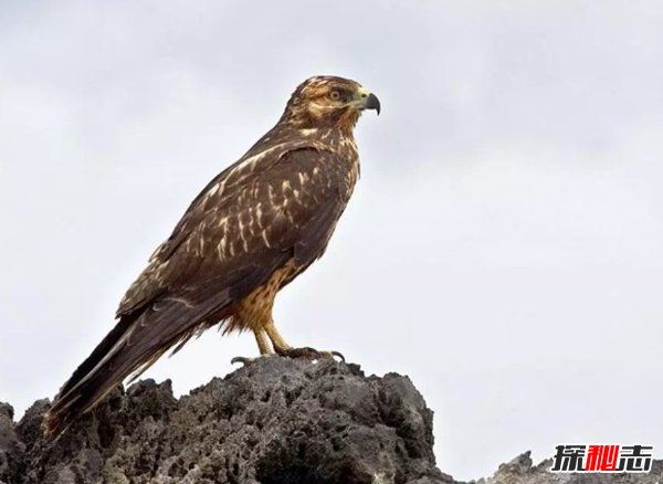島嶼上有什么動物?生活在熱帶島嶼上的十種動物