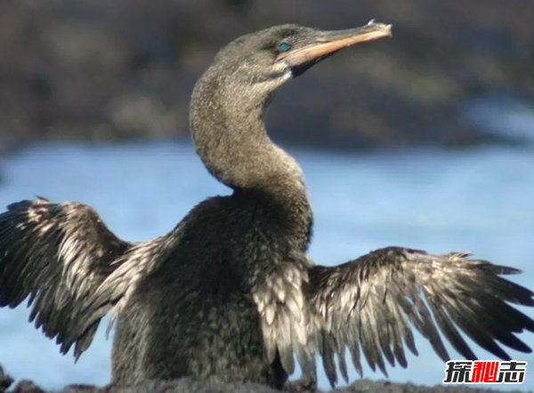 島嶼上有什么動物?生活在熱帶島嶼上的十種動物