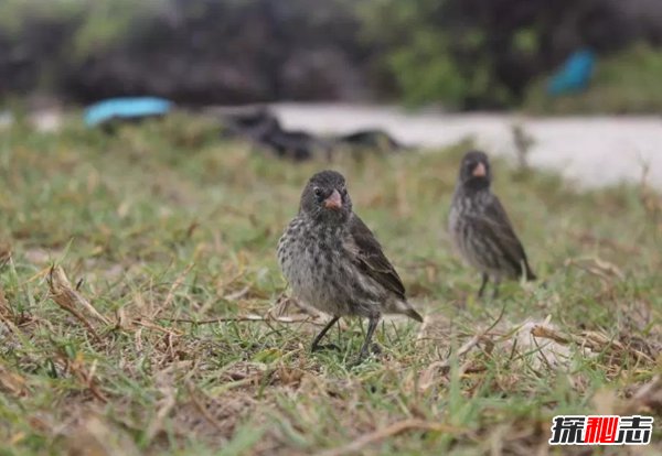 島嶼上有什么動物?生活在熱帶島嶼上的十種動物