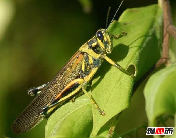 島嶼上有什么動物?生活在熱帶島嶼上的十種動物