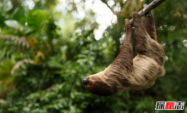 亞馬遜雨林有什么動物?亞馬遜雨林十大恐怖動物(帶圖)