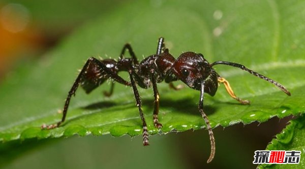亞馬遜雨林有多恐怖?亞馬遜雨林十大恐怖動物殺手