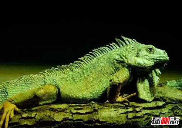 有哪些動(dòng)物顏色比較鮮艷?世界上顏色最鮮艷的10大動(dòng)物