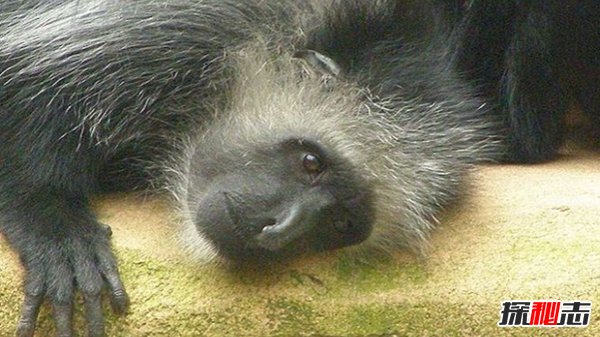 熱帶雨林有什么動物?盤點10種熱帶雨林的特有動物
