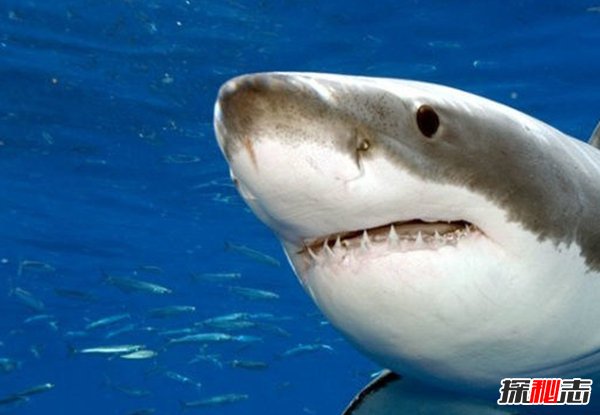 哪些海洋生物瀕臨滅絕?盤點(diǎn)海洋最珍惜的10大魚類