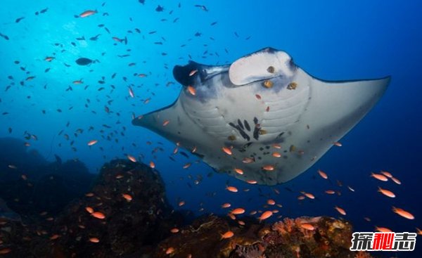 哪些海洋生物瀕臨滅絕?盤點(diǎn)海洋最珍惜的10大魚類