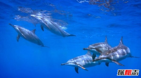 夏威夷有什么動(dòng)物?盤點(diǎn)夏威夷10大代表動(dòng)物(比熊貓還珍貴)