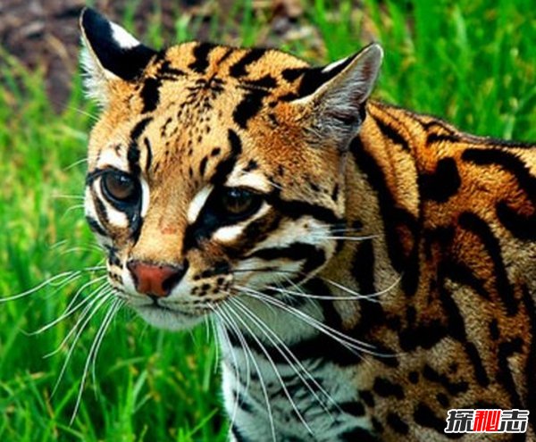 南美洲的動物有哪些?盤點(diǎn)南美洲的十大珍稀動物(附圖片)