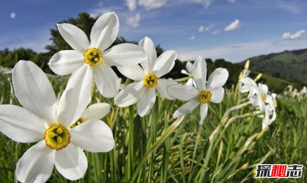 什么植物有毒?美國(guó)10大容易常見劇毒植物(要小心)