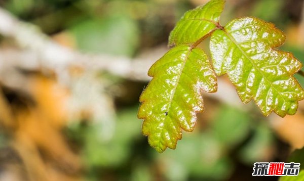 什么植物有毒?美國(guó)10大容易常見劇毒植物(要小心)
