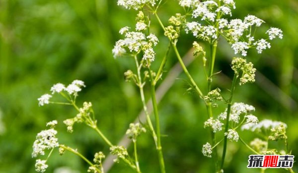 什么植物有毒?美國(guó)10大容易常見劇毒植物(要小心)