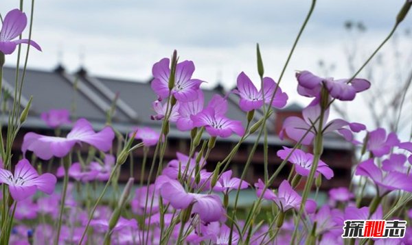 什么植物有毒?美國(guó)10大容易常見劇毒植物(要小心)