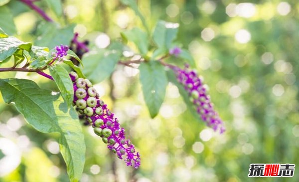 什么植物有毒?美國(guó)10大容易常見劇毒植物(要小心)