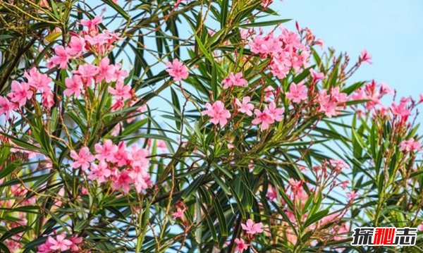 什么植物有毒?美國(guó)10大容易常見劇毒植物(要小心)