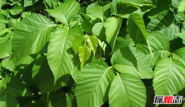 什么植物有毒?美國(guó)10大容易常見劇毒植物(要小心)
